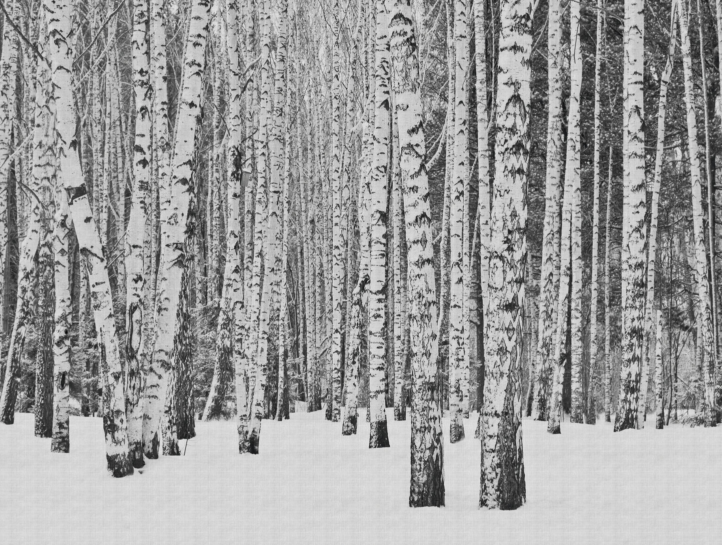 Fototapete Birkenwald Schwarz Weiß - 3,71 m x 2,80 m