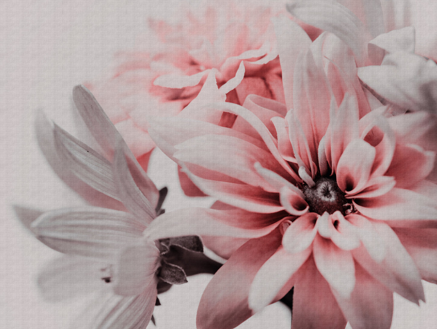Fototapete Blume Rosa Beige - 3,71 m x 2,80 m