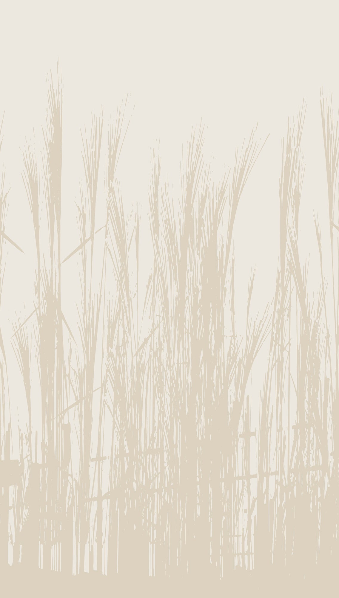 Fototapete Schilf Beige - 1,59 m x 2,80 m