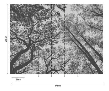 Fototapete Wald Bäume Schwarz Weiß - 3,71 m x  2,80 m