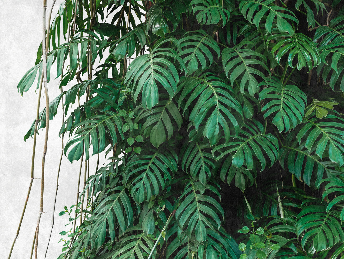 Fototapete Monstera Jungle Wand – 3,71 m x 2,80 m