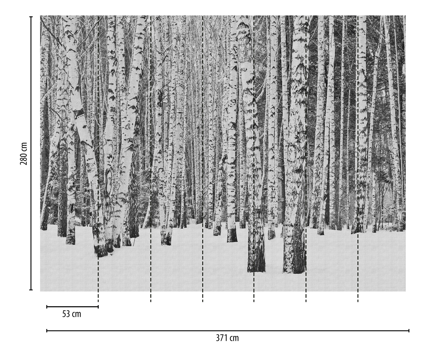 Fototapete Birkenwald Schwarz Weiß - 3,71 m x  2,80 m