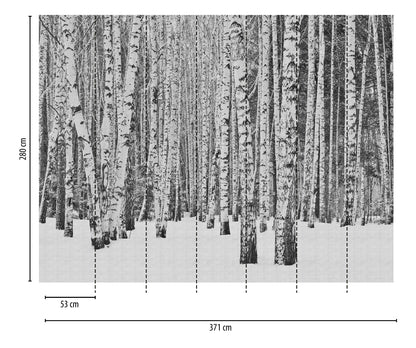 Fototapete Birkenwald Schwarz Weiß - 3,71 m x  2,80 m