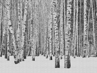 Fototapete Birkenwald Schwarz Weiß - 3,71 m x  2,80 m