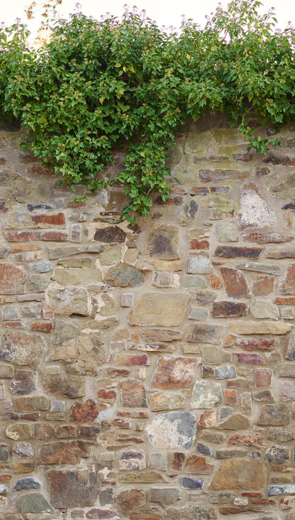 Fototapete Natursteinmauer mit Efeu – 2,80 m x 1,59 m