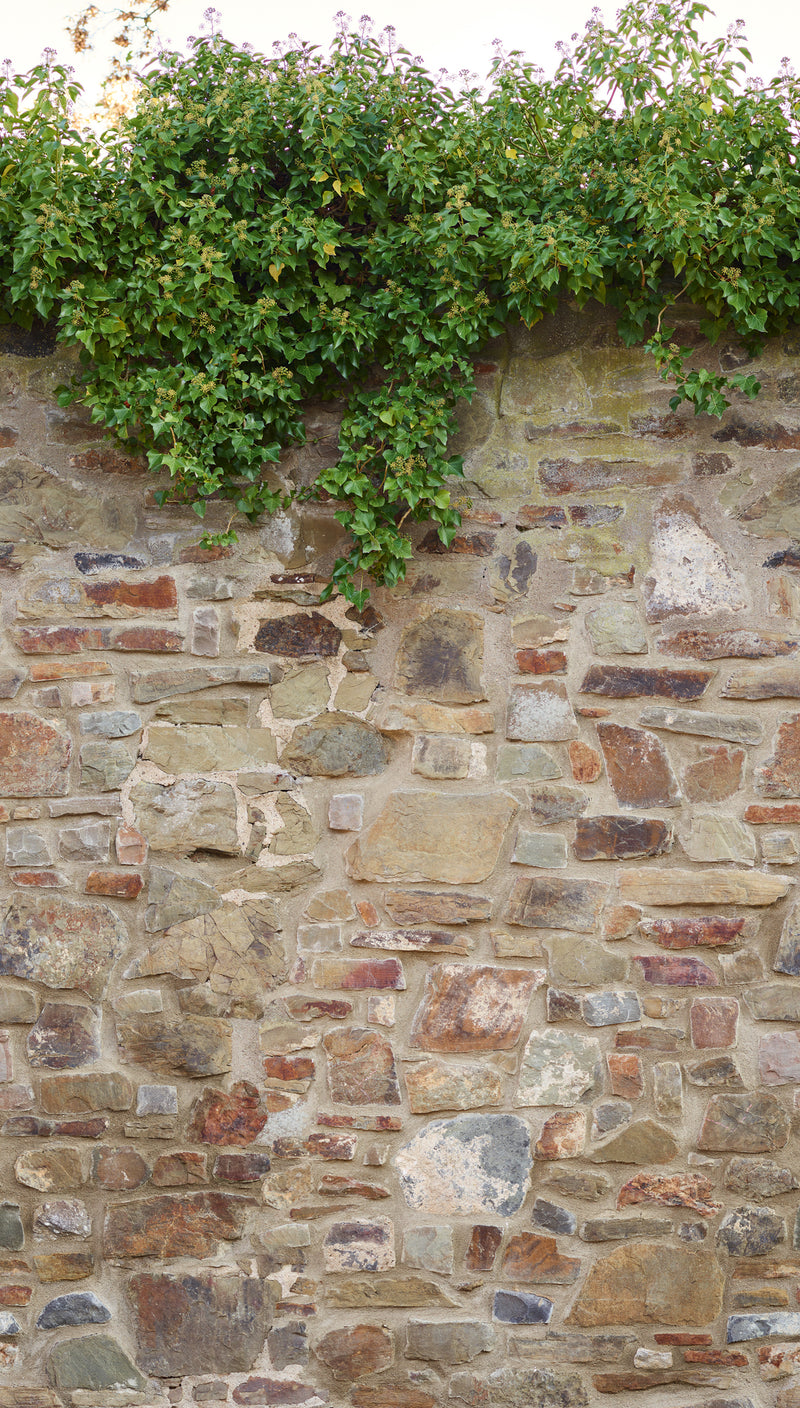 Fototapete Natursteinmauer mit Efeu – 2,80 m x 1,59 m