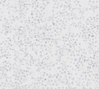 Pacifica Vinyl-Vliestapete 10,05 m x 1,06 m