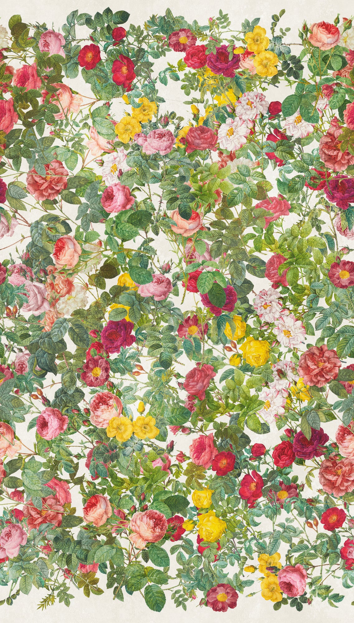 Fototapete Rosen Bunt - 1,59 m x 2,80 m