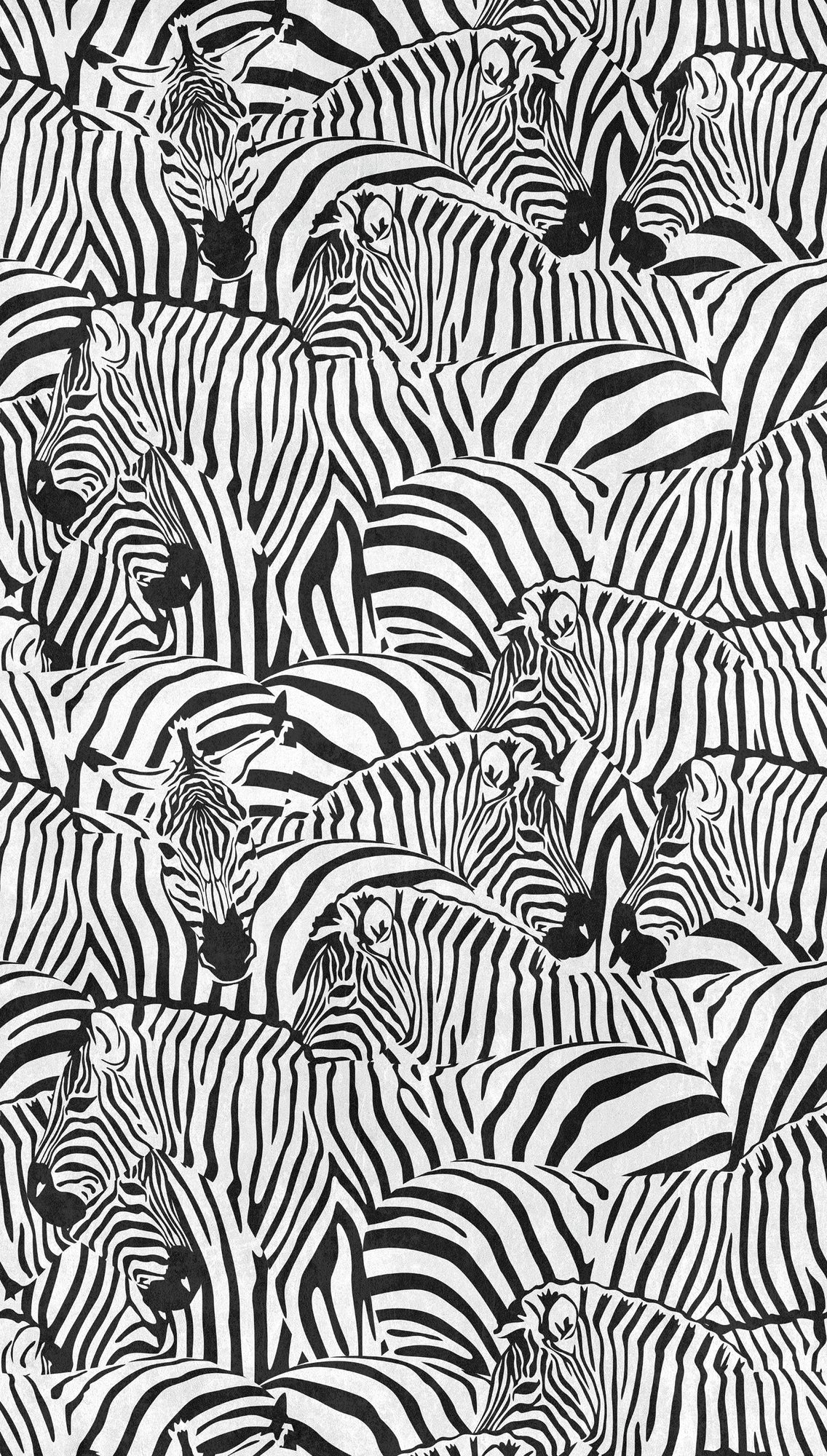 Fototapete Zebras Schwarz Weiß - 1,59 m x 2,80 m