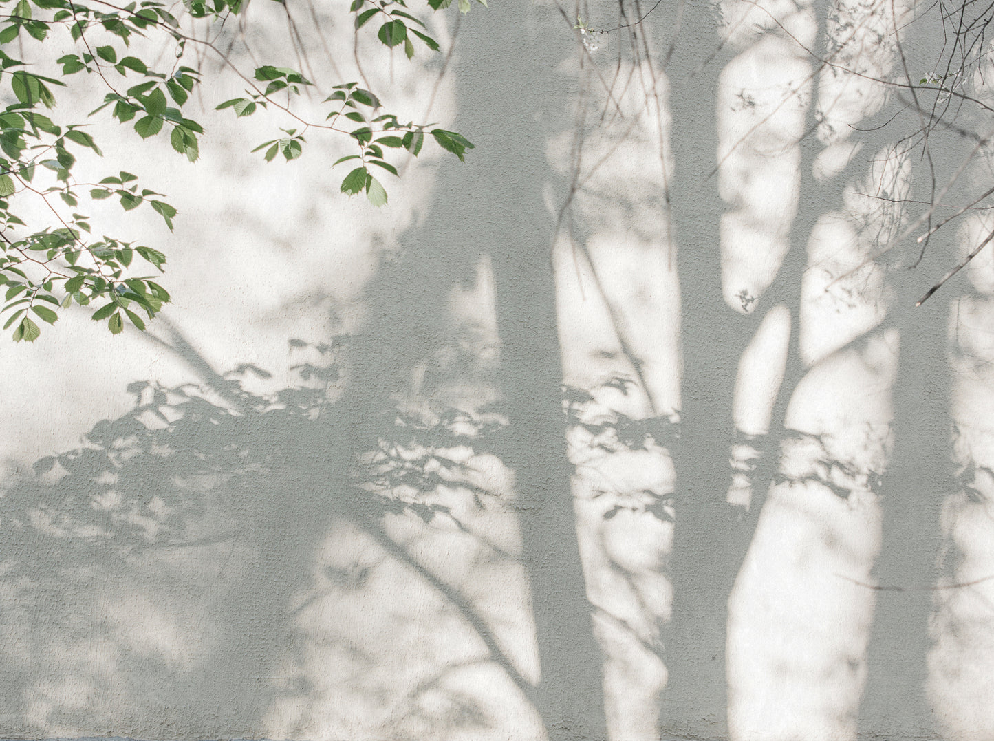 Fototapete Schatten Blätter – 3,71 m x 2,80 m