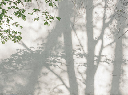 Fototapete Schatten Blätter – 3,71 m x 2,80 m