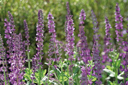 Duftkerze Lavender, Violett 110 g