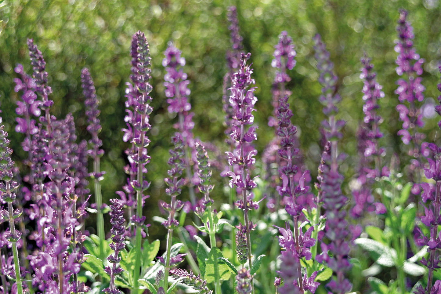 Duftkerze Lavender, Violett 380 g