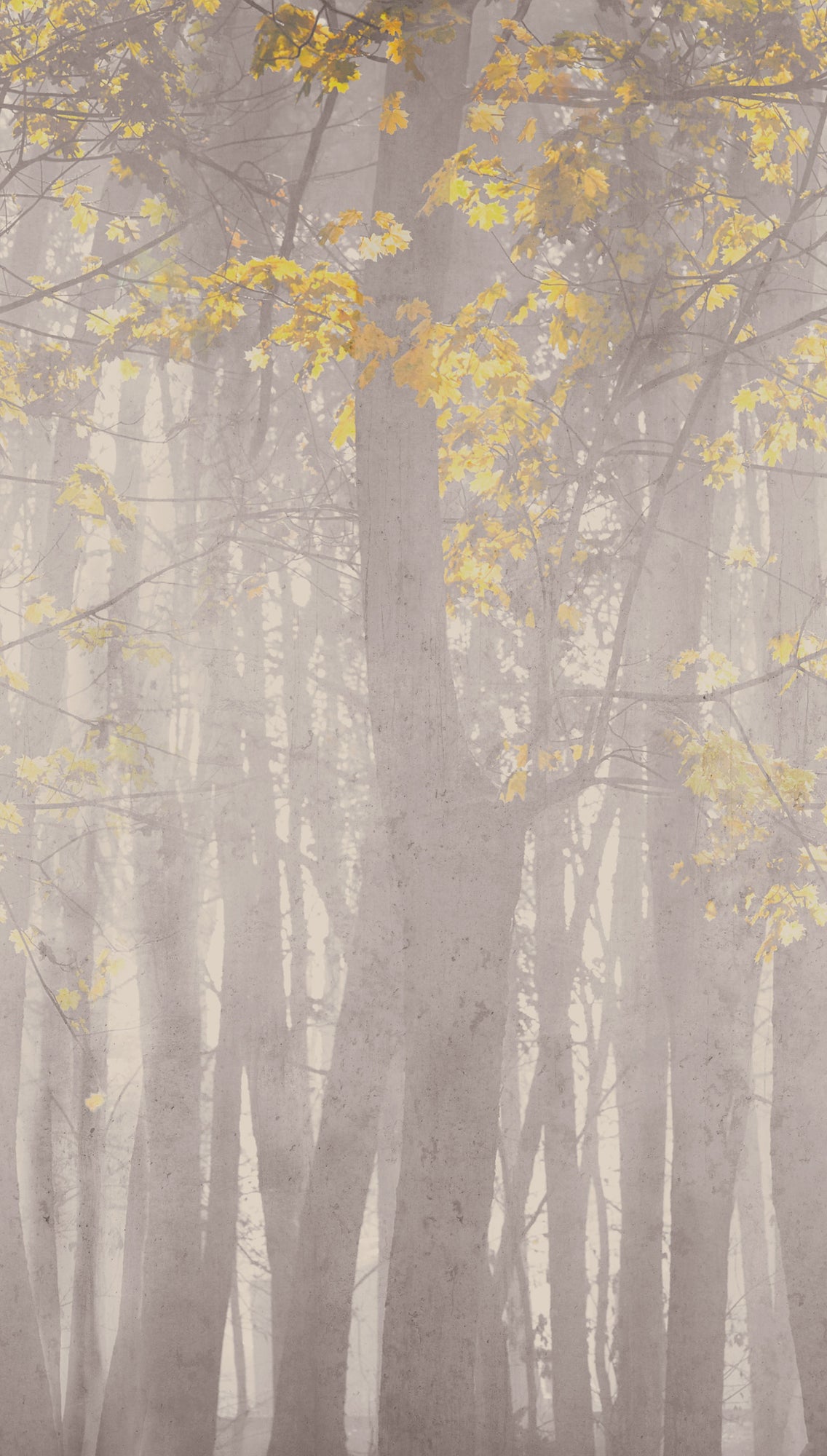 Fototapete Wald Nebel Grau Gelb - 1,59 m x 2,80 m